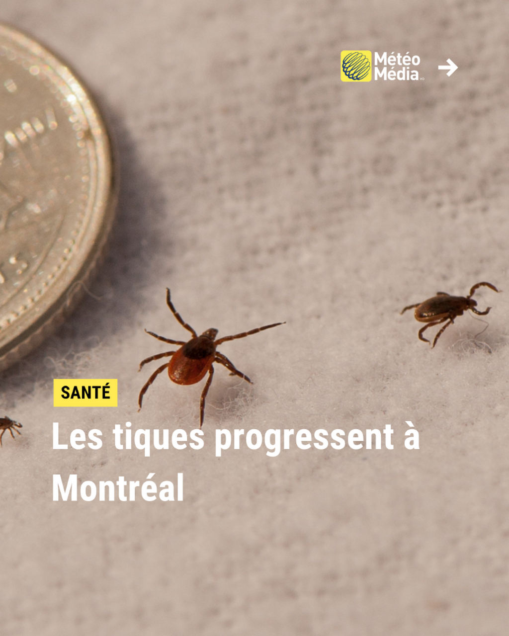 Les tiques progressent &agrave; Montr&eacute;al