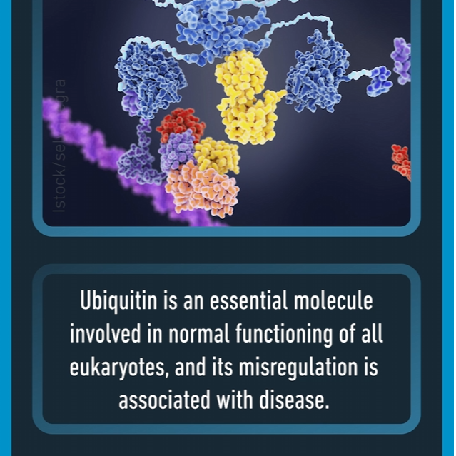 Outlooks - ubiquitin