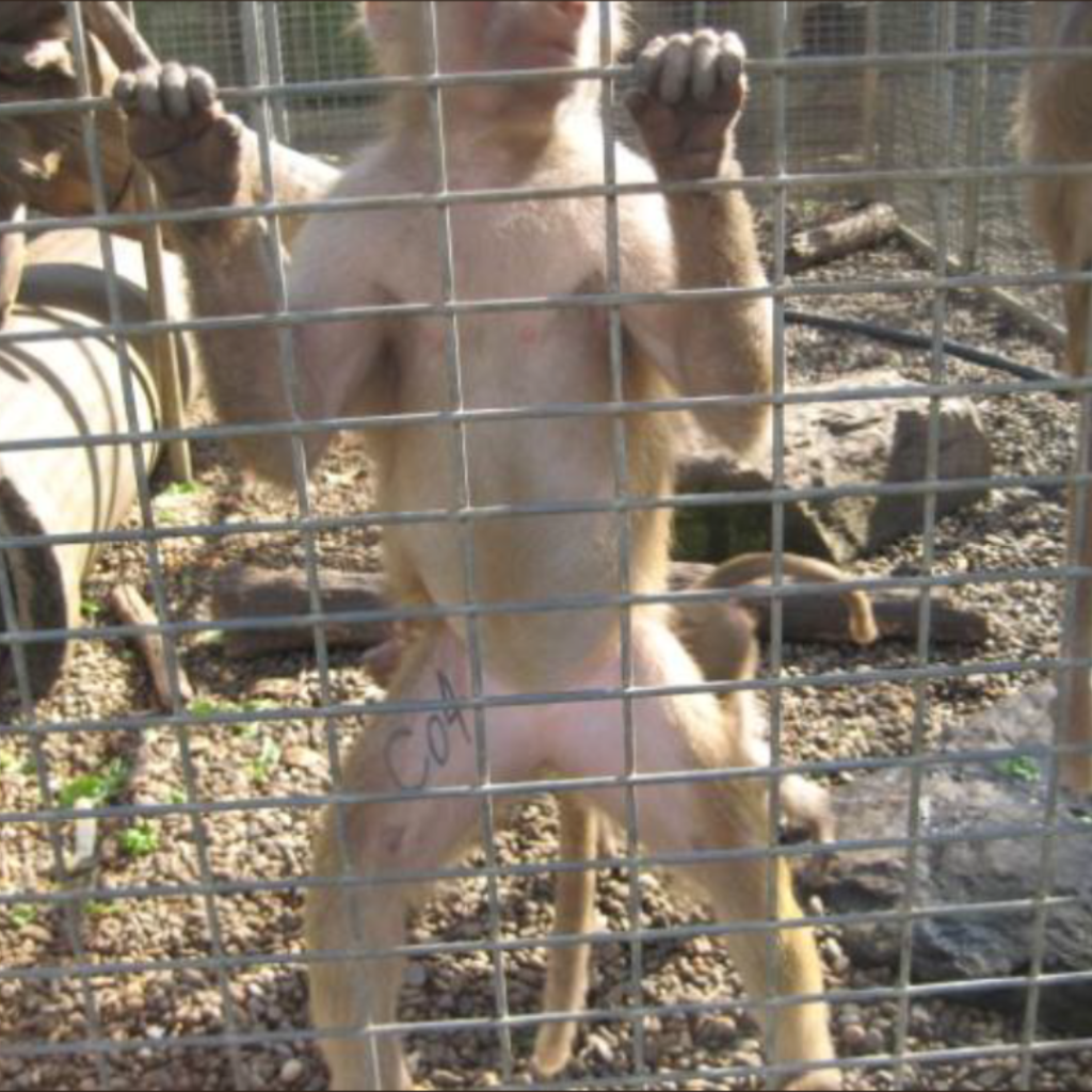 A Current Affair: Secret government baboon facility