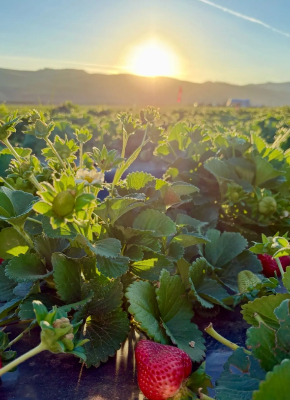 Sustainable Farming | California Strawberries