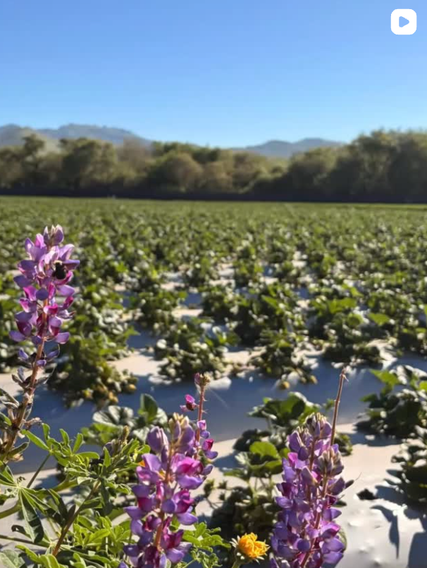 International Year of the Woman Farmer - California Strawberry Commission