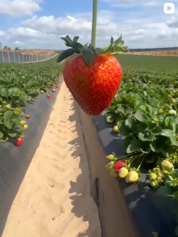 Strawberry Farmer Stories - California Strawberry Commission