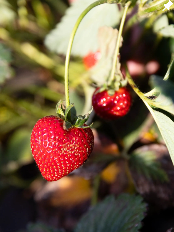 Strawberry Farm Stories​ | Growing Strawberries | California Strawberries