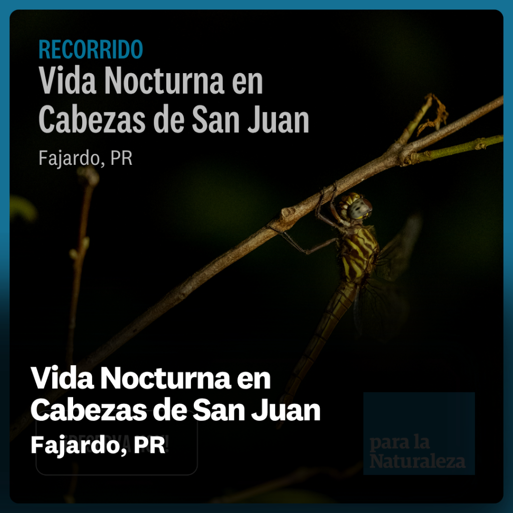 Vida Nocturna en Cabezas de San Juan