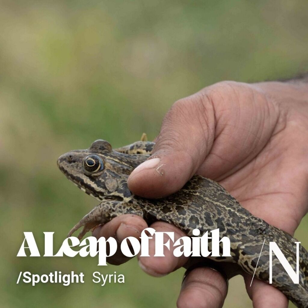 A Leap of Faith: Inside Syria&rsquo;s First Frog Farm