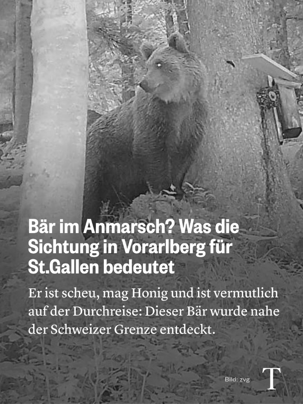 B&auml;r im Anmarsch? Was die Sichtung in Vorarlberg f&uuml;r St.Gallen bedeutet