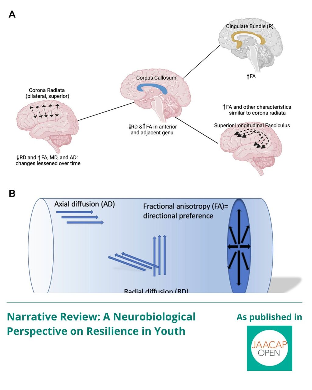 JO 0625 Narrative Review: A Neurobiological Perspective on Resilience in Youth
