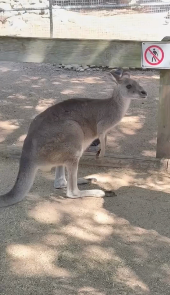 June 27: Australia 