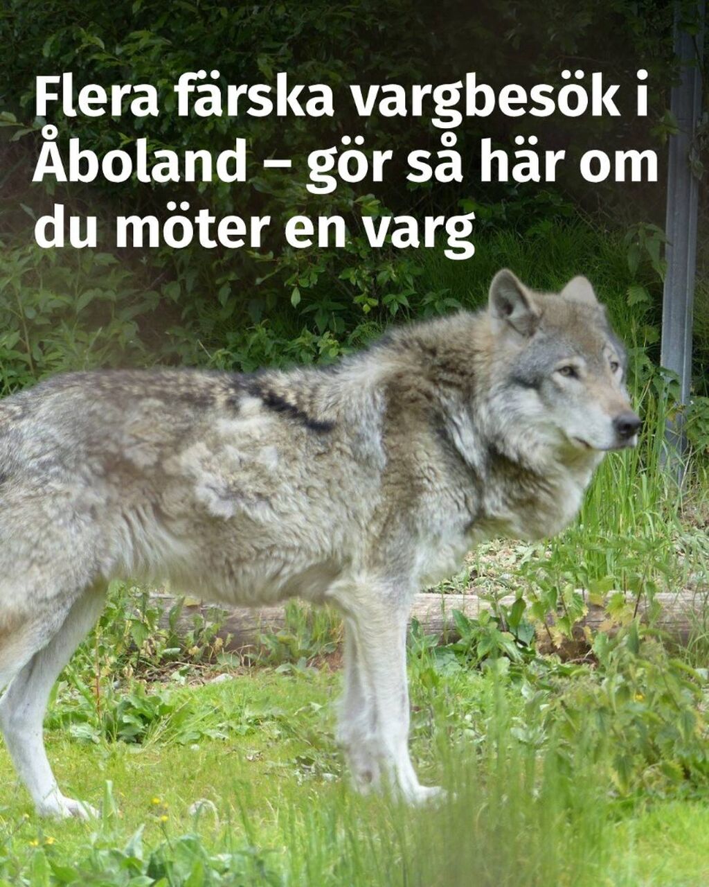 Flera f&auml;rska vargbes&ouml;k i &Aring;boland &ndash; g&ouml;r s&aring; h&auml;r om du m&ouml;ter en varg