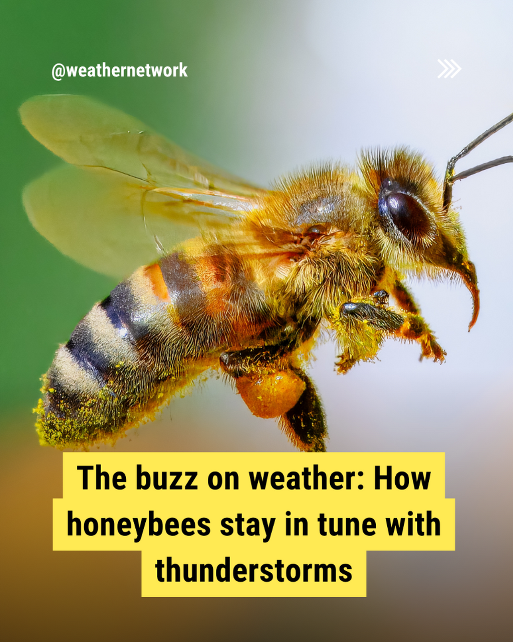 The buzz on weather: How honeybees stay in tune with thunderstorms