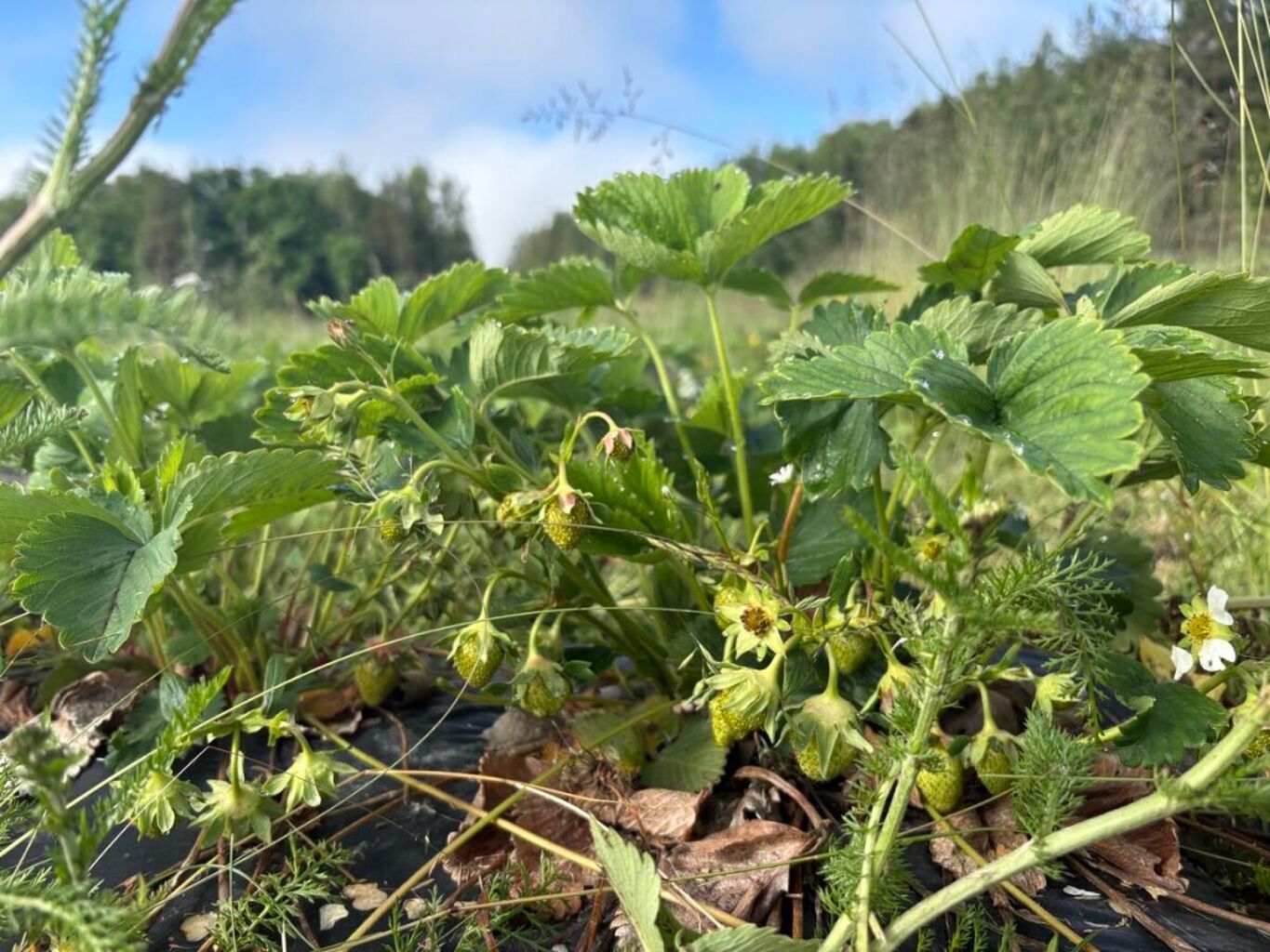 Pargasodlare: Kall v&aring;r ger f&aring; jordgubbar till midsommar