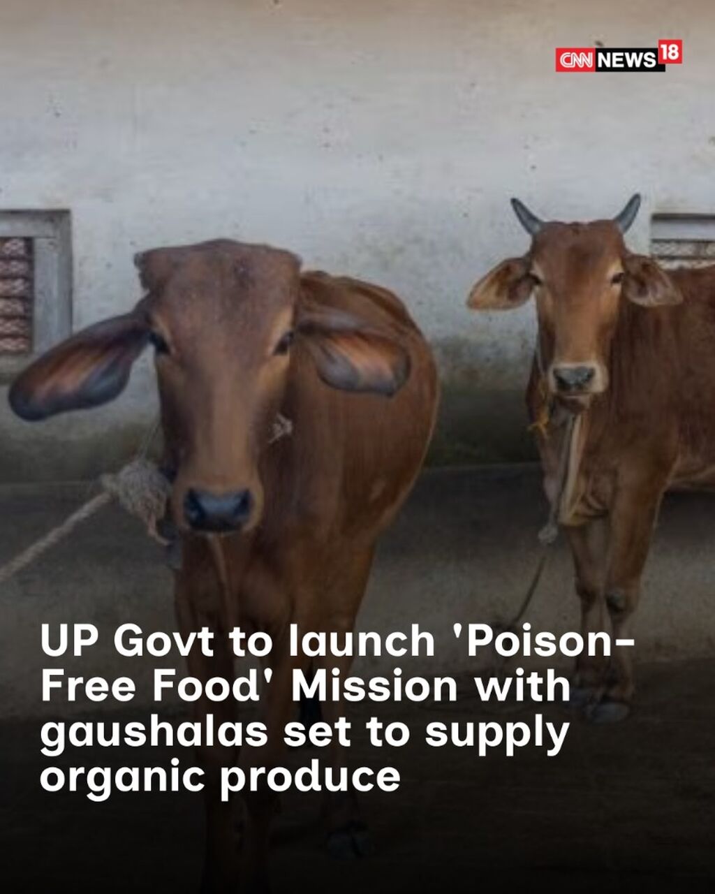 UP Govt To Launch 'Poison-Free Food' Mission, Gaushalas To Supply Organic Produce