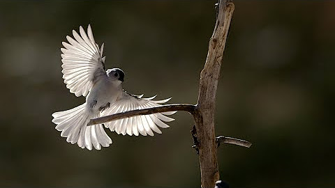 Backyard Birds Revealed