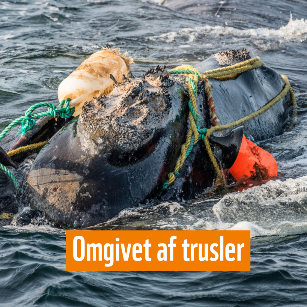 Nordkaperen er omgivet af trusler
