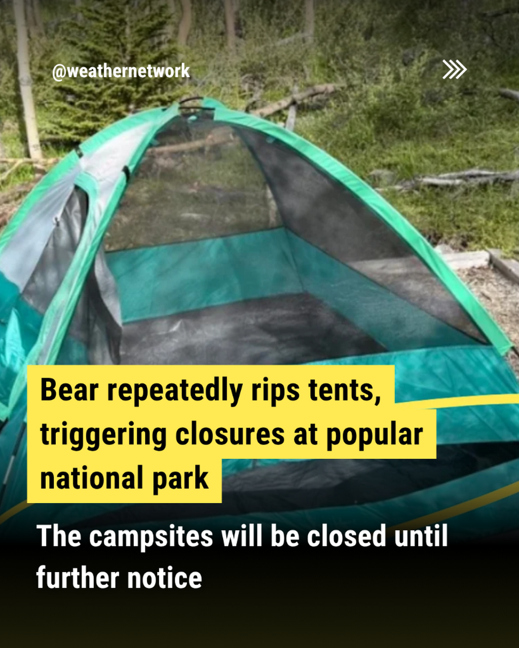 Bear repeatedly rips tents, triggering closures at popular national park