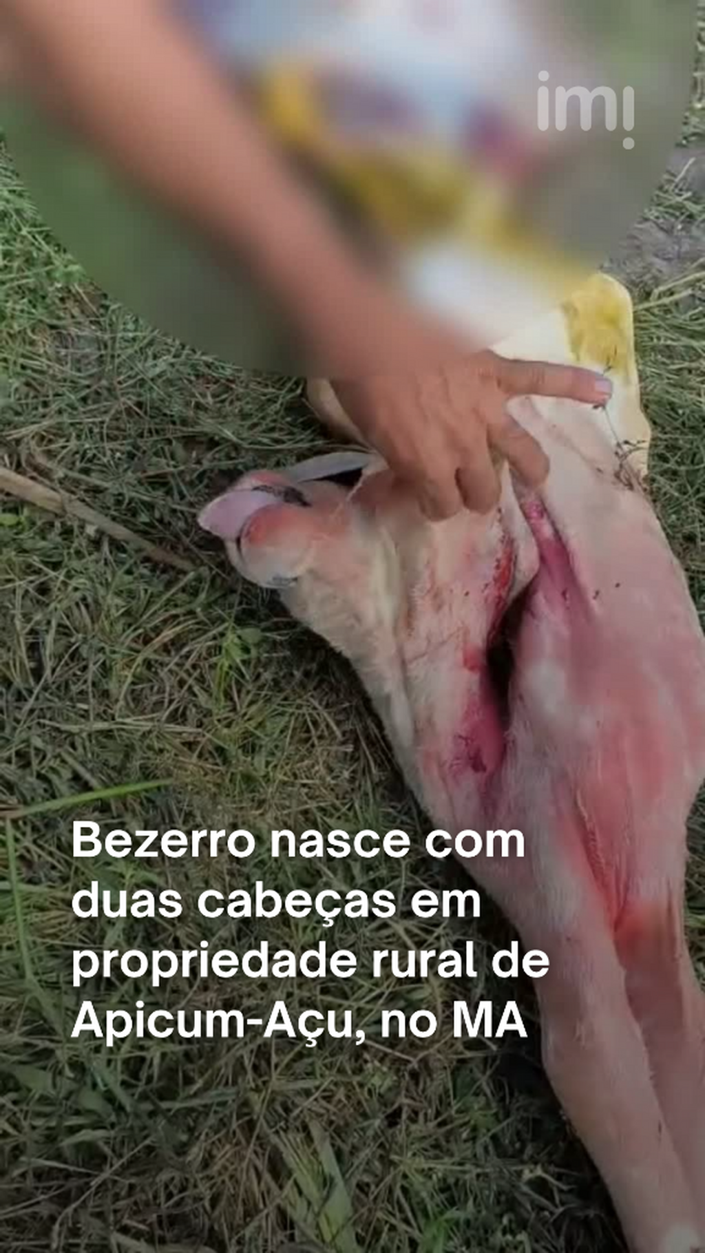 V&Iacute;DEO: bezerro nasce com duas cabe&ccedil;as em propriedade rural de Apicum-A&ccedil;u