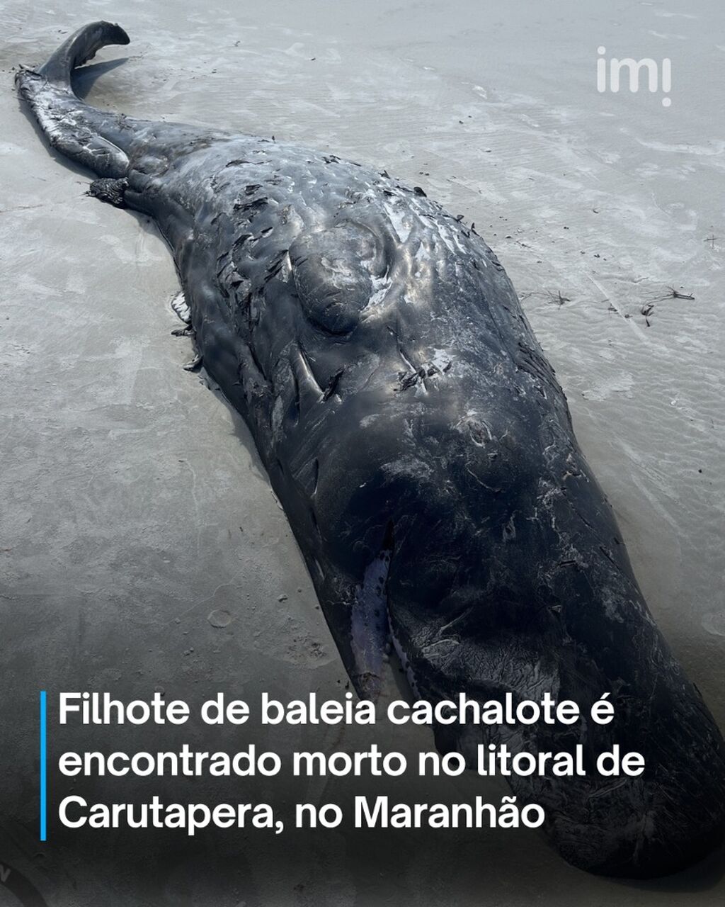 V&Iacute;DEO: filhote de baleia cachalote &eacute; encontrado morto no litoral de Carutapera