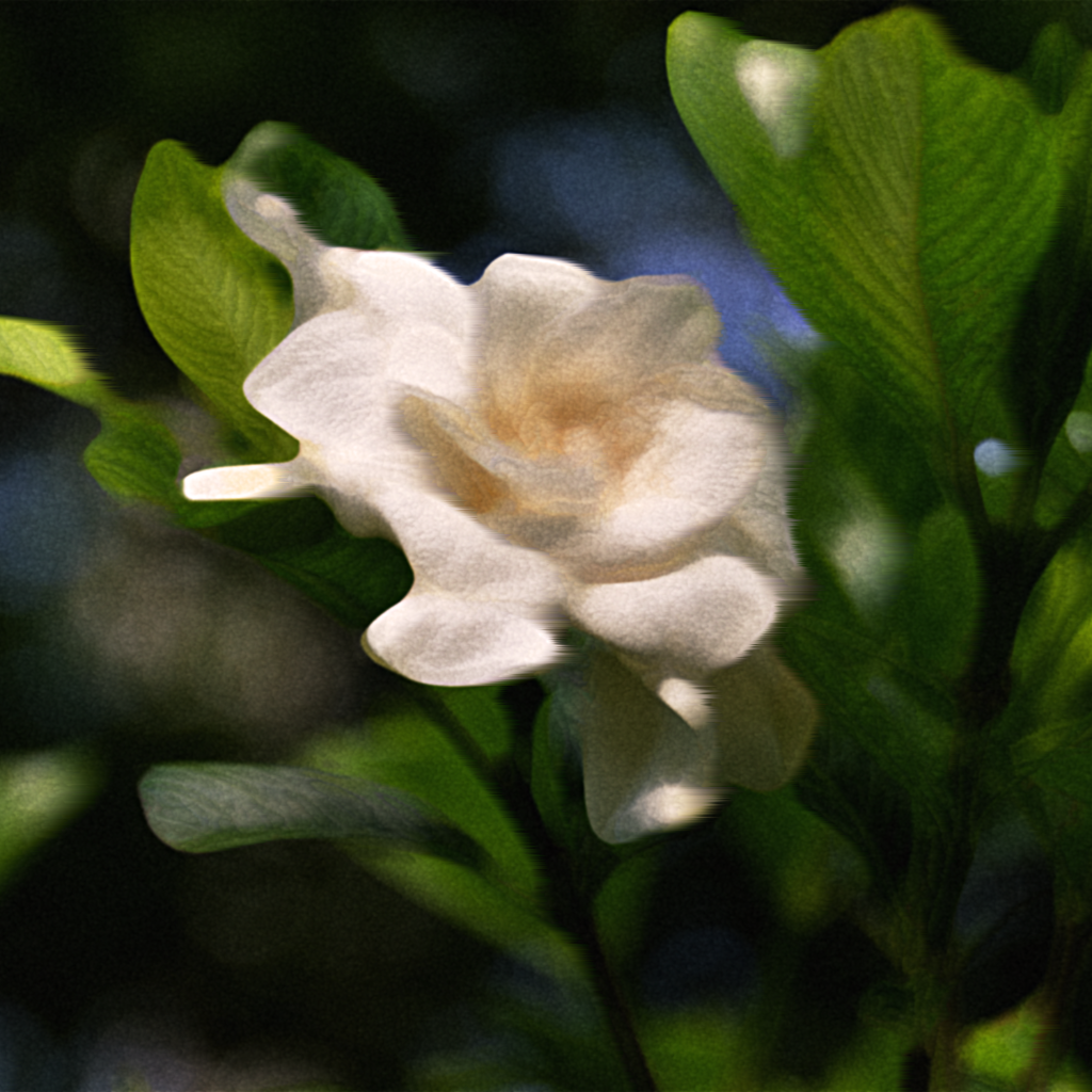 1st Release 「梔子 - Gardenia」