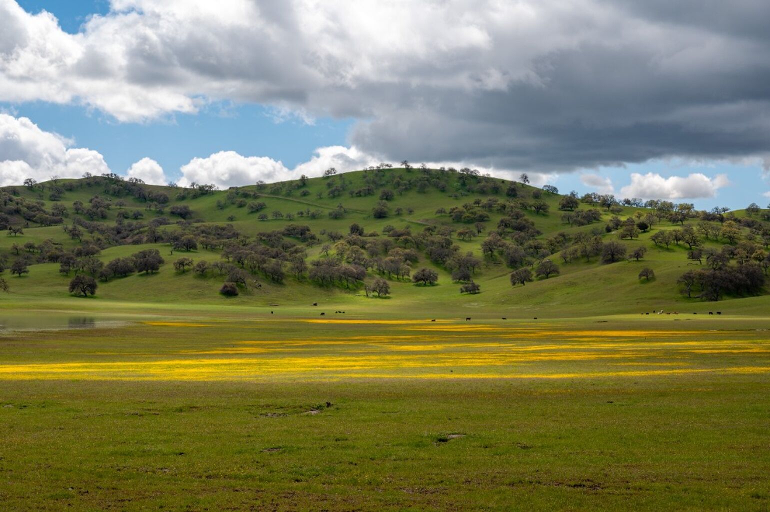 The Federal Government Is Handing California's Public Lands to Big Oil. Governor Newsom Has 60 Days to Fight Back.