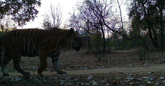 How tech is saving tigers