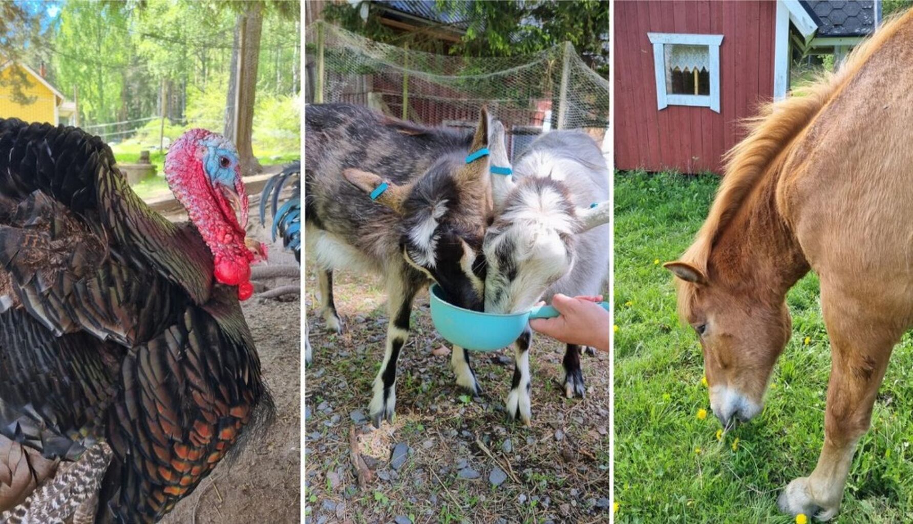 P&aring; Halssila Ranch kan du bekanta dig med djuren i lugn och ro