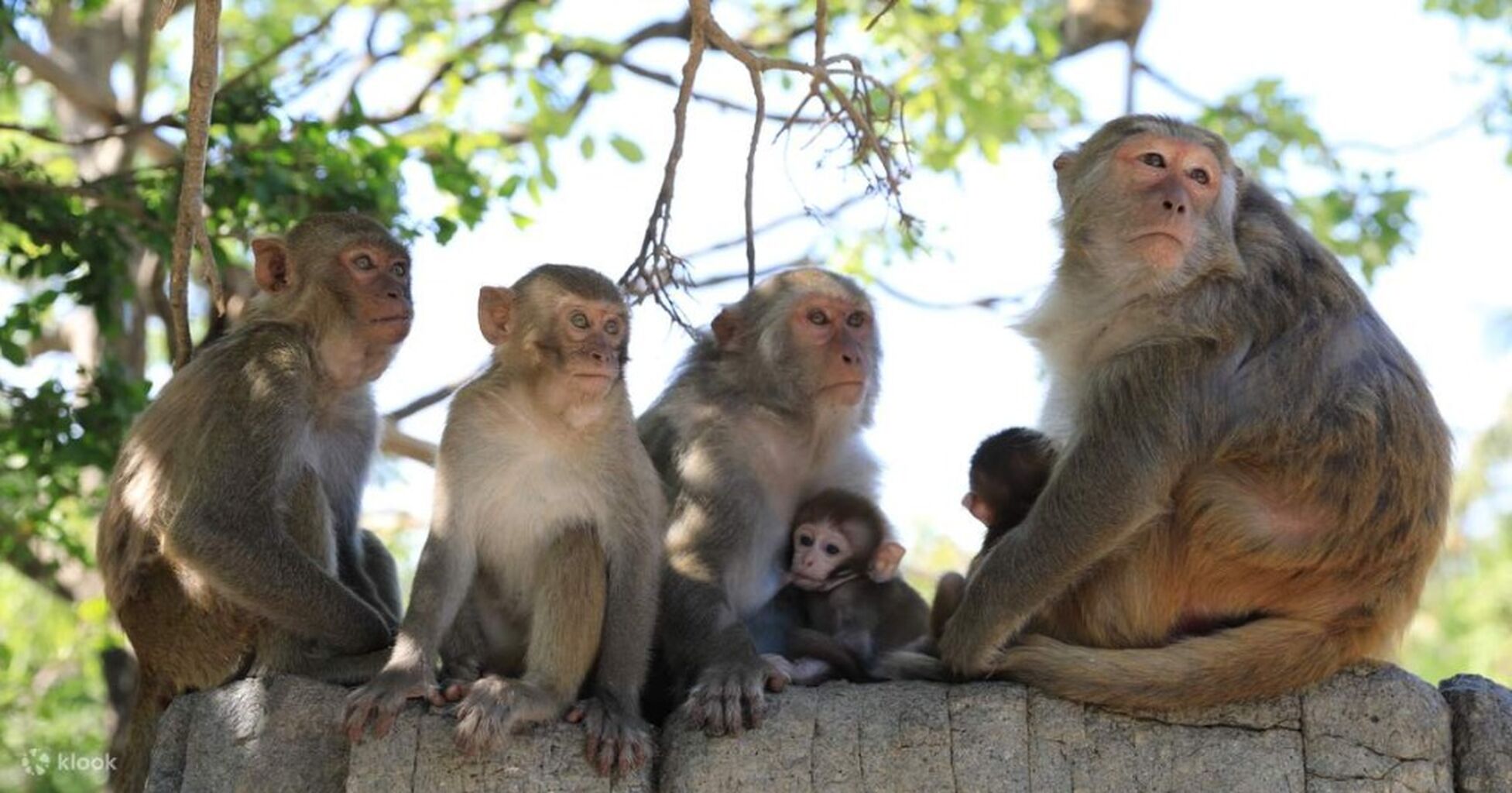 Monkey Island Ticket in Nha Trang