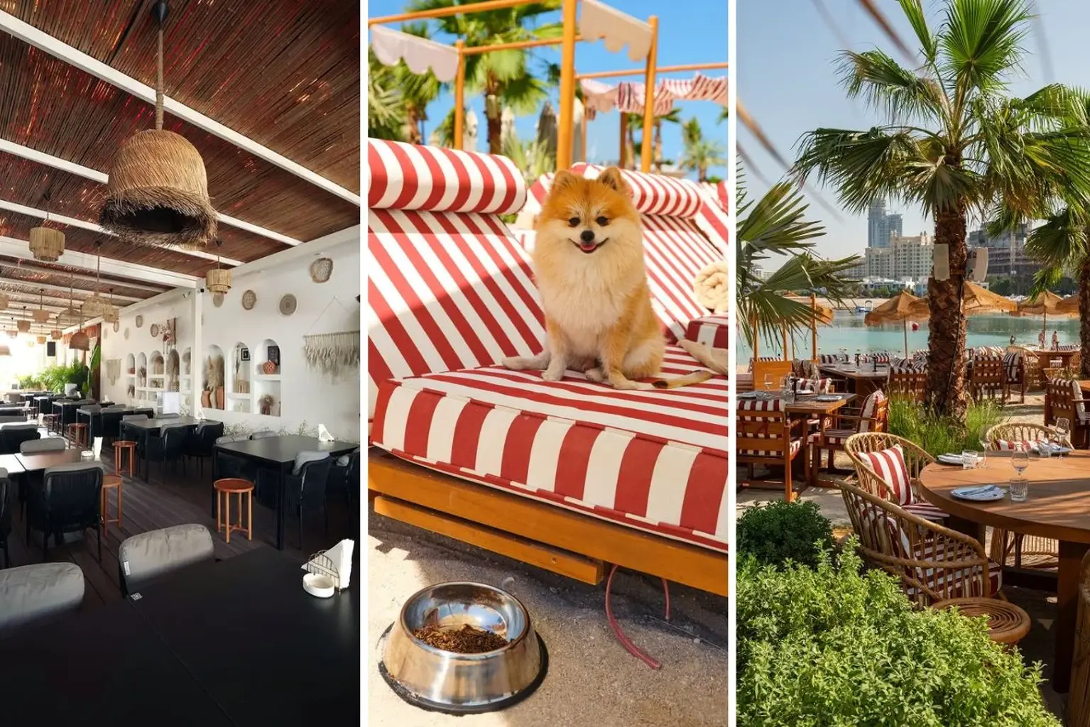 Dog Lovers Assemble! Best Pet-Friendly Restaurants in Dubai