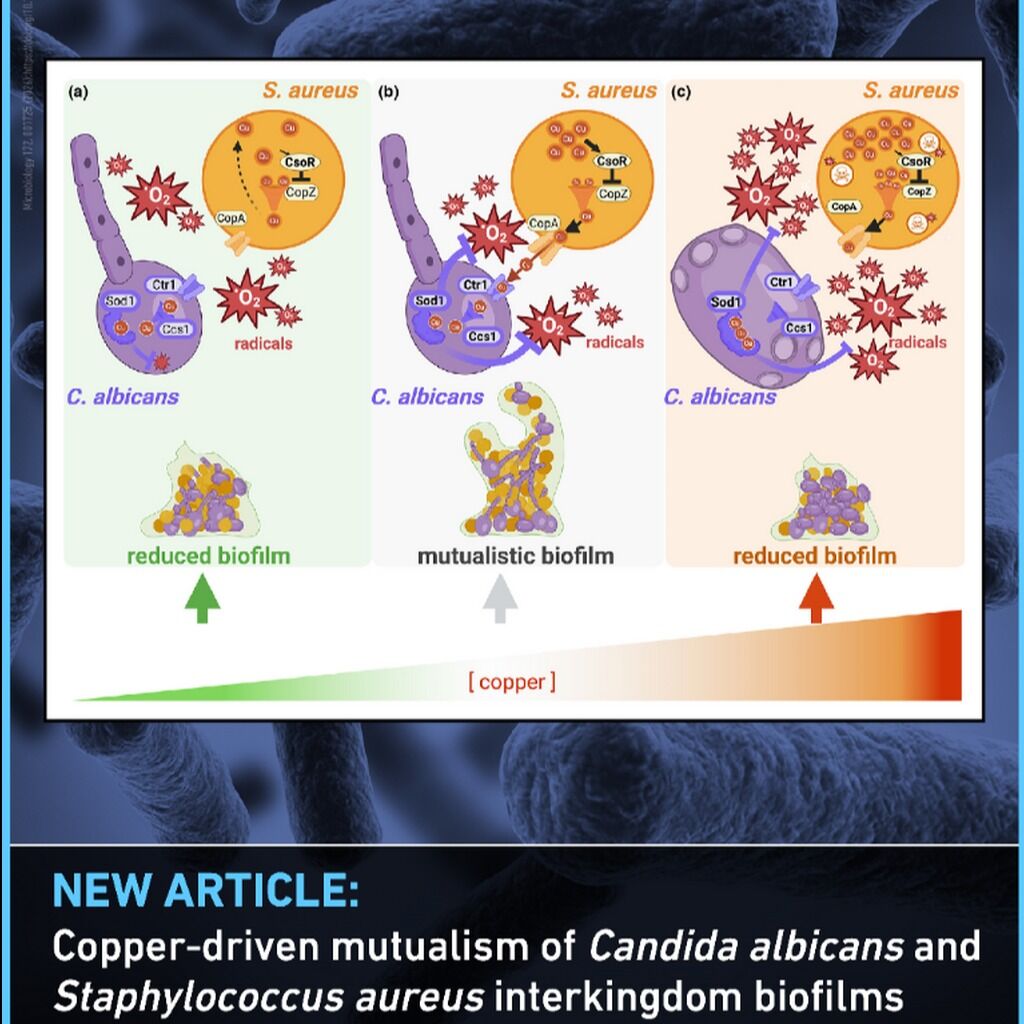 Press release: Fungal-bacterial copper economy