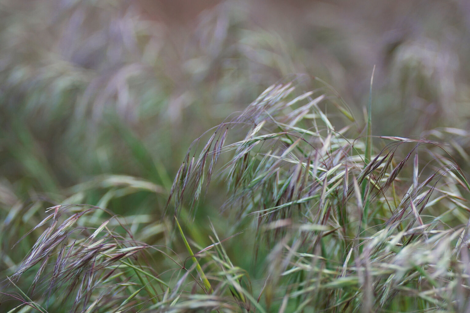 Combating Cheatgrass to Support Mule Deer on Colorado&rsquo;s Eastern Plains