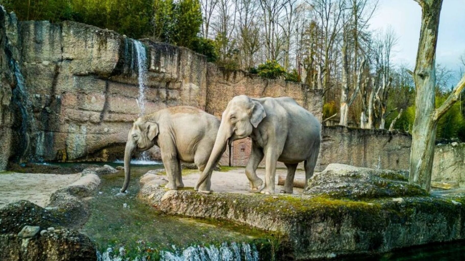 Zurich Zoo Elephant Calf Death