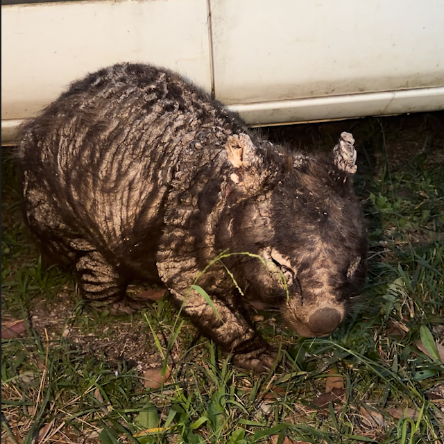 Report a Mangey wombat