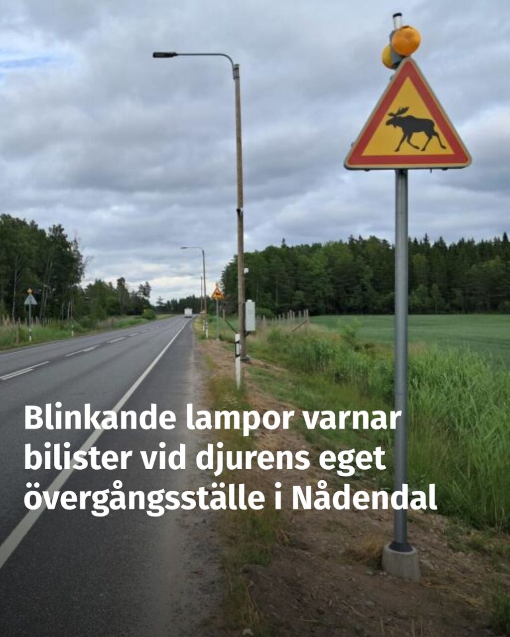 I N&aring;dendal varnas bilister redan innan &auml;lgen korsar v&auml;gen