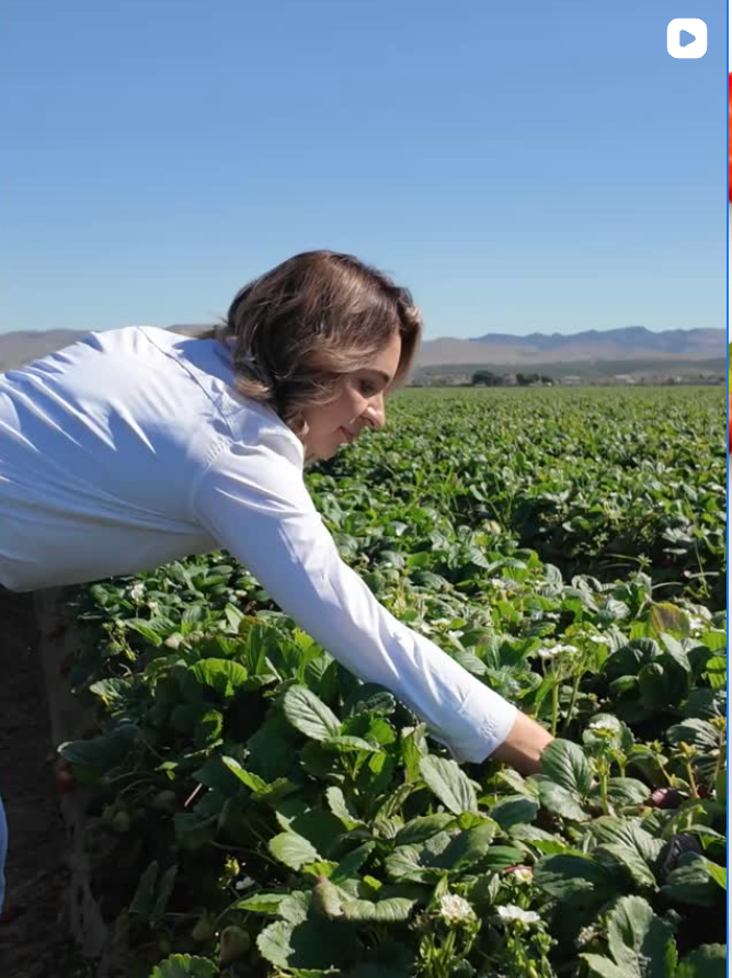 Strawberry Farm Stories​ | Growing Strawberries | California Strawberries