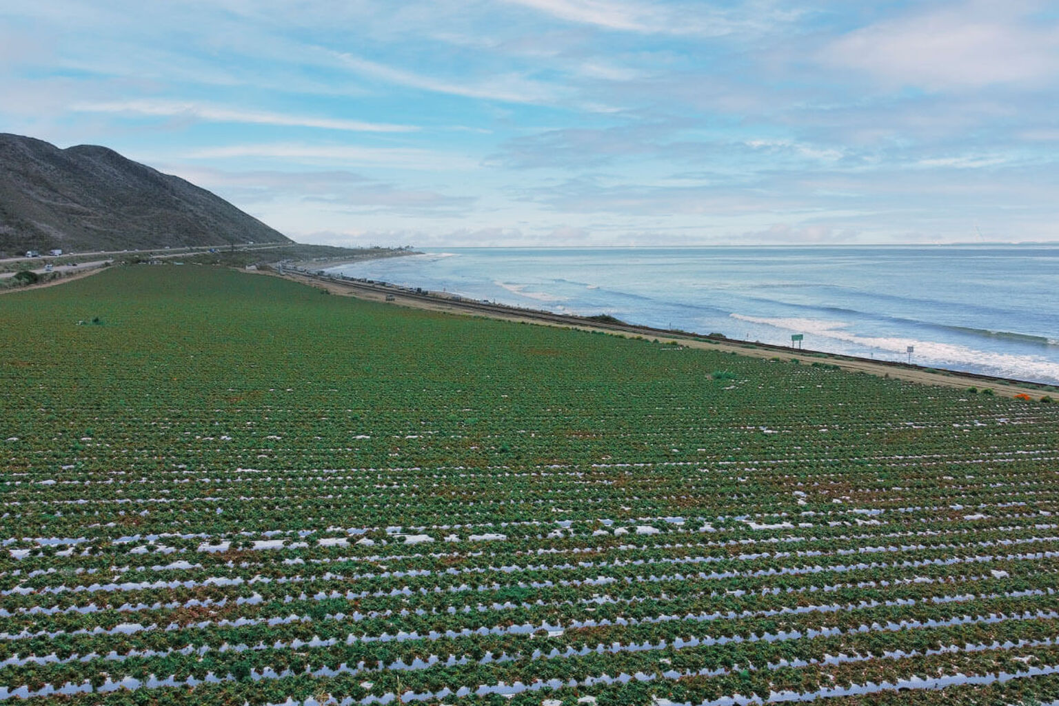 Sustainable Farming | California Strawberries