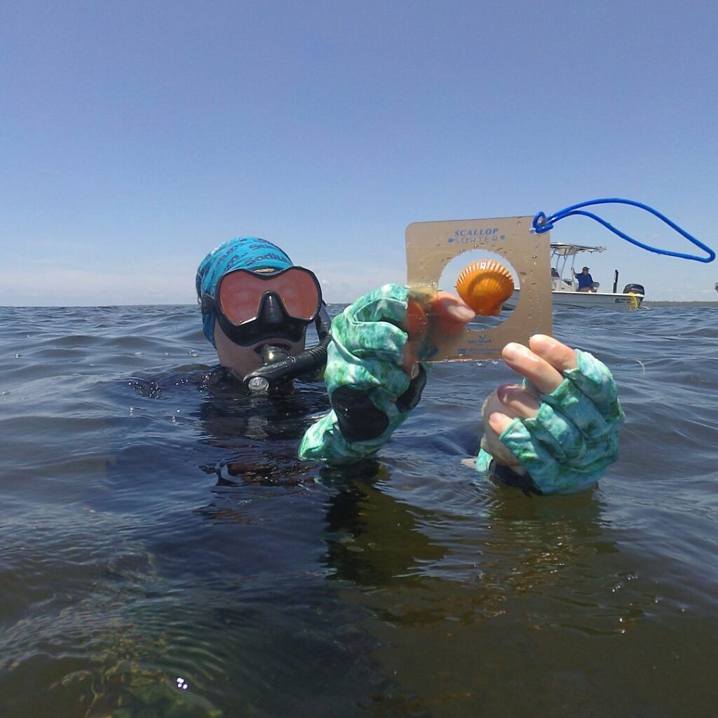 Scallop Guide