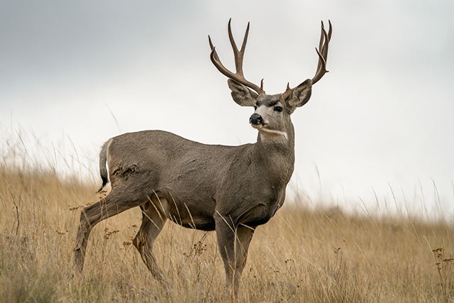 Grasslands - Mule Deer Foundation