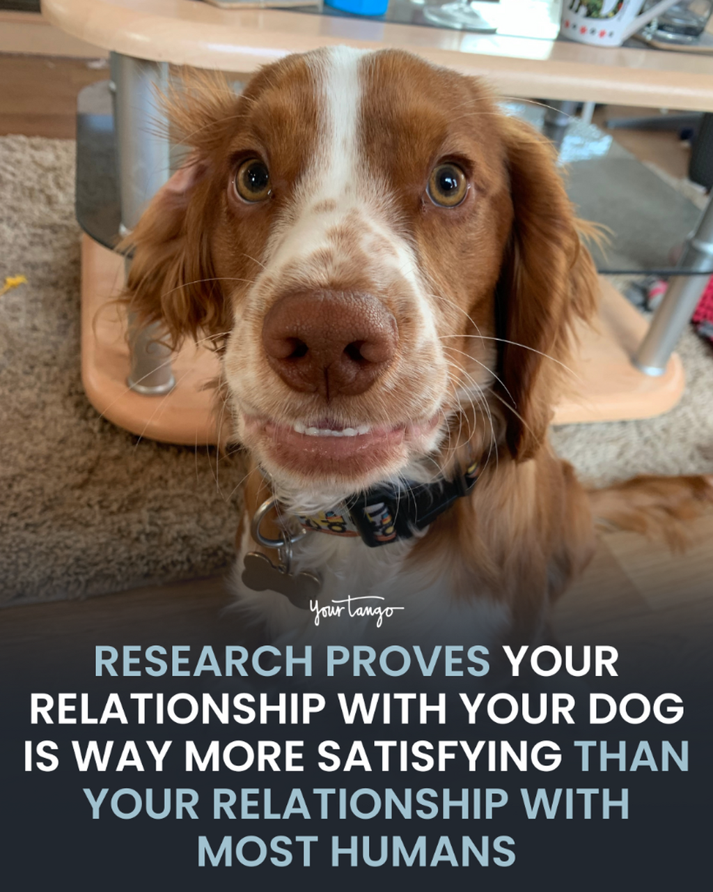 Research Proves That Your Relationship With Your Dog Is More Satisfying Than Your Relationship With Most Humans