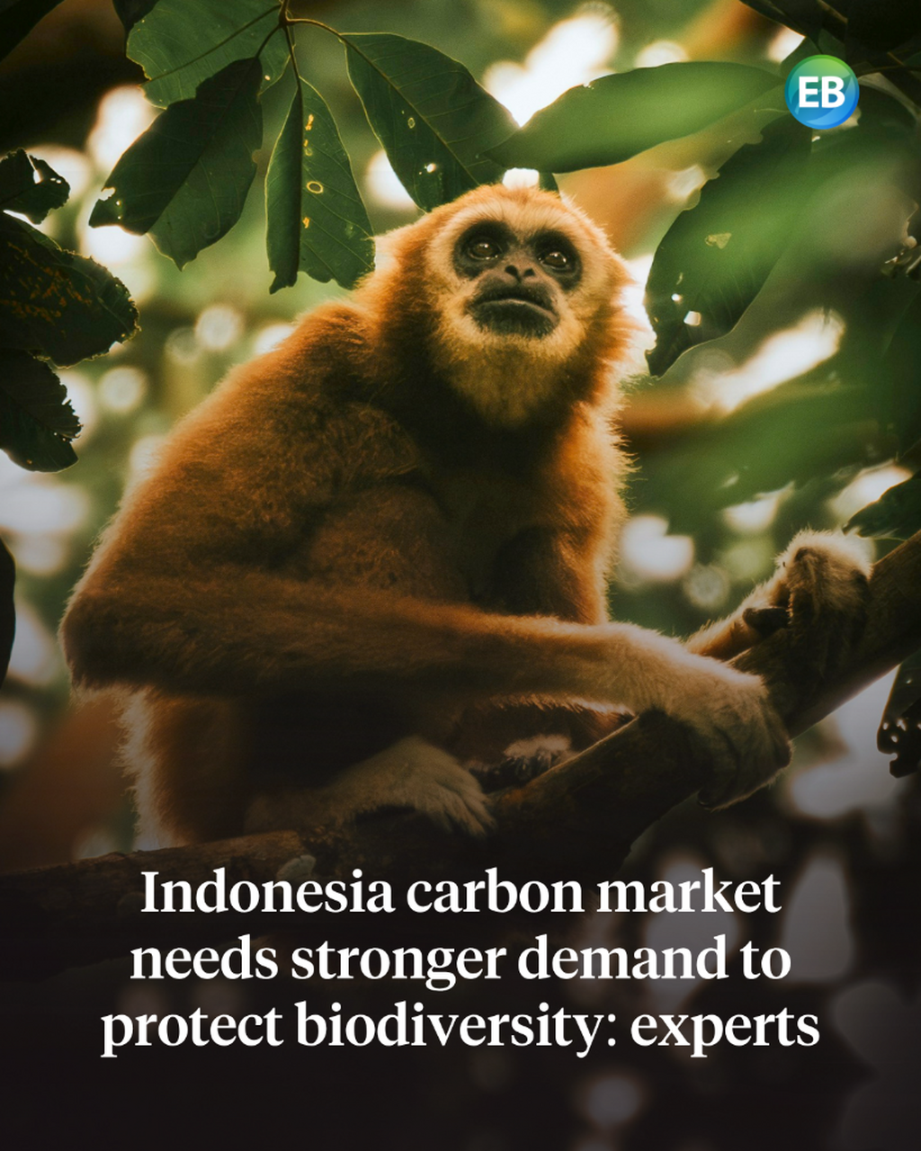 Indonesia carbon market needs stronger demand to protect biodiversity: experts