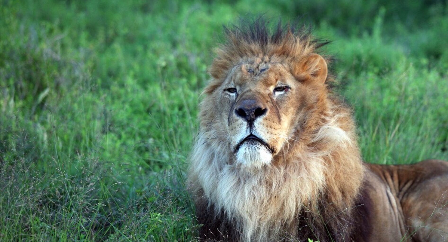 Ban Trophy Hunting Petition