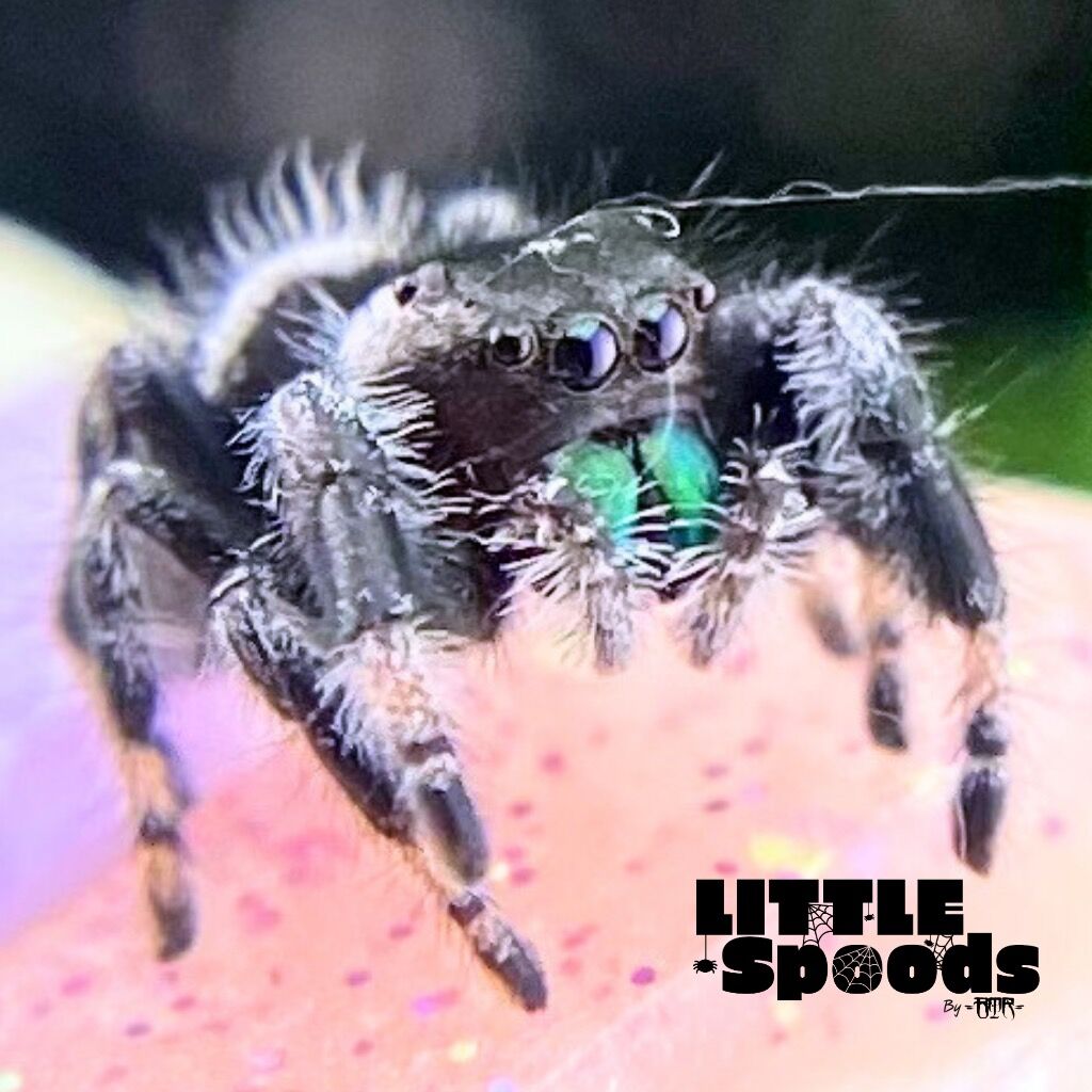 ✨ADOPTED✨ I6 White Banded - White Line Regal Jumping Spider juvenile Male  - PANDORA-1-18