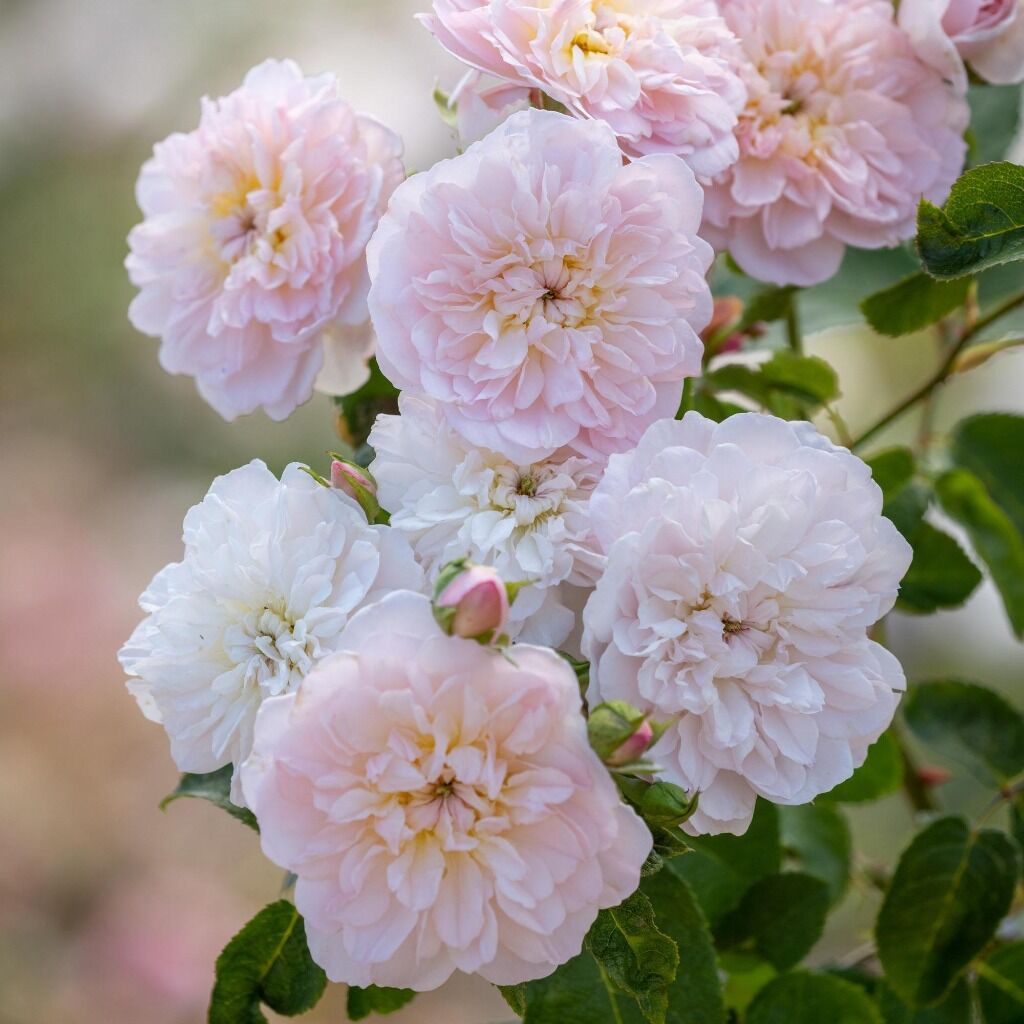 🌹David Austin Roses - Peat-Free Champions 