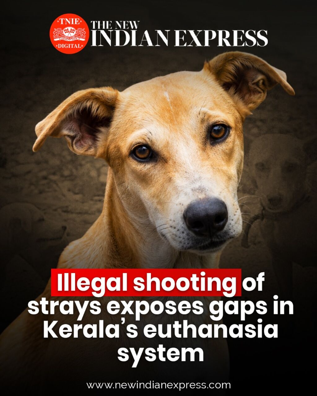 Illegal shooting of strays exposes gaps in Kerala&rsquo;s euthanasia system
