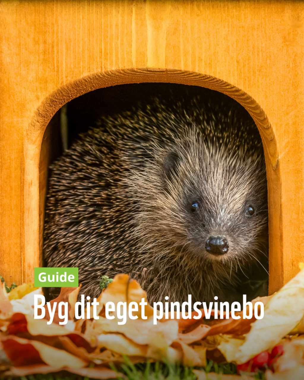 Guide: Byg dit eget pindsvinebo 🦔