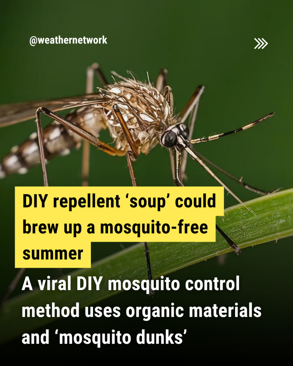 DIY repellent &lsquo;soup&rsquo; could brew up a mosquito-free summer