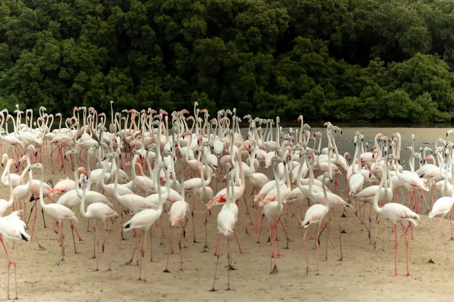 Ras Al Khor Wildlife Sanctuary
