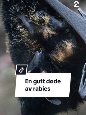 V&aring;knet med flaggermus p&aring; ansiktet &ndash; d&oslash;de av rabies