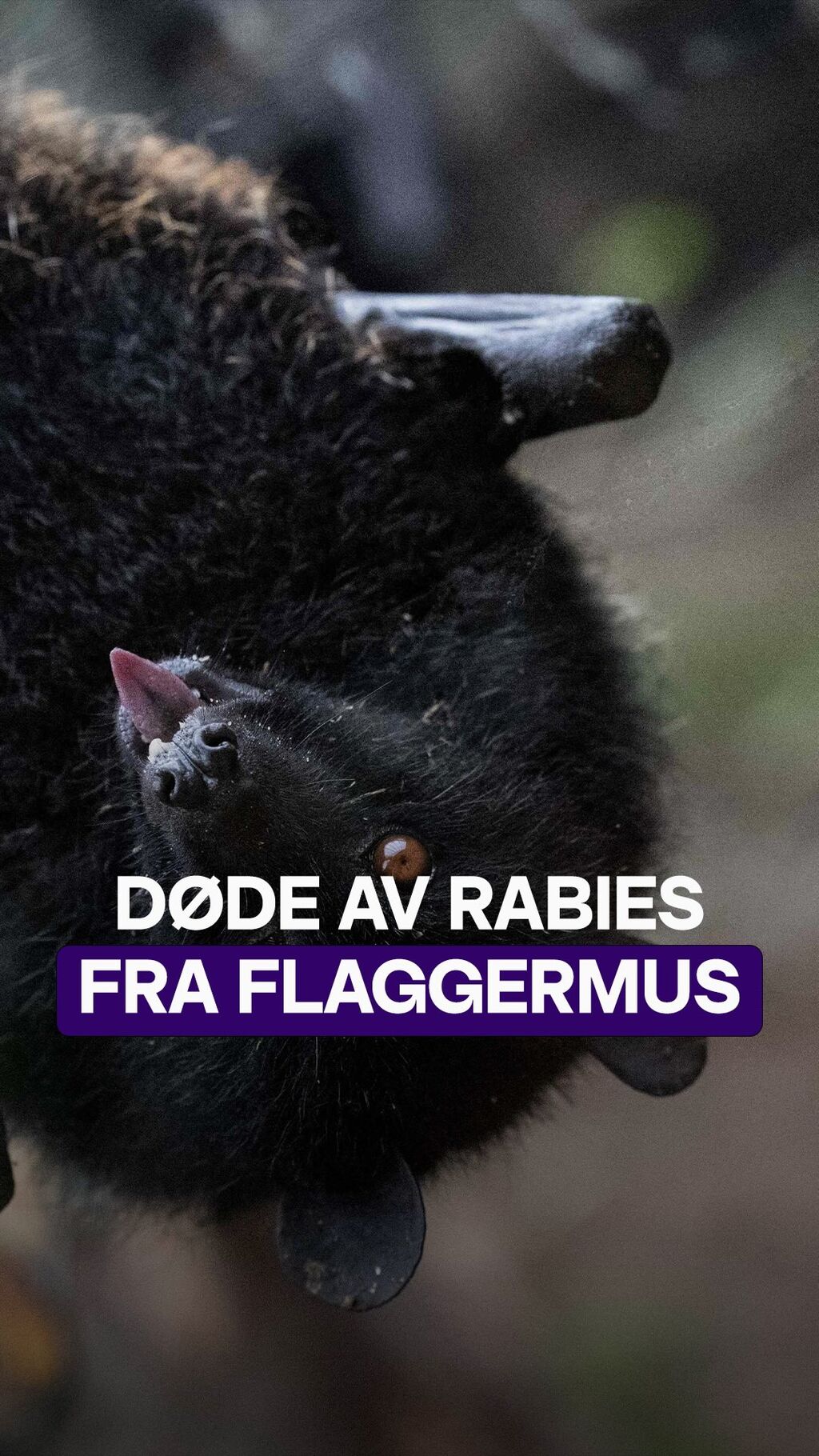 V&aring;knet med flaggermus p&aring; ansiktet &ndash; d&oslash;de av rabies