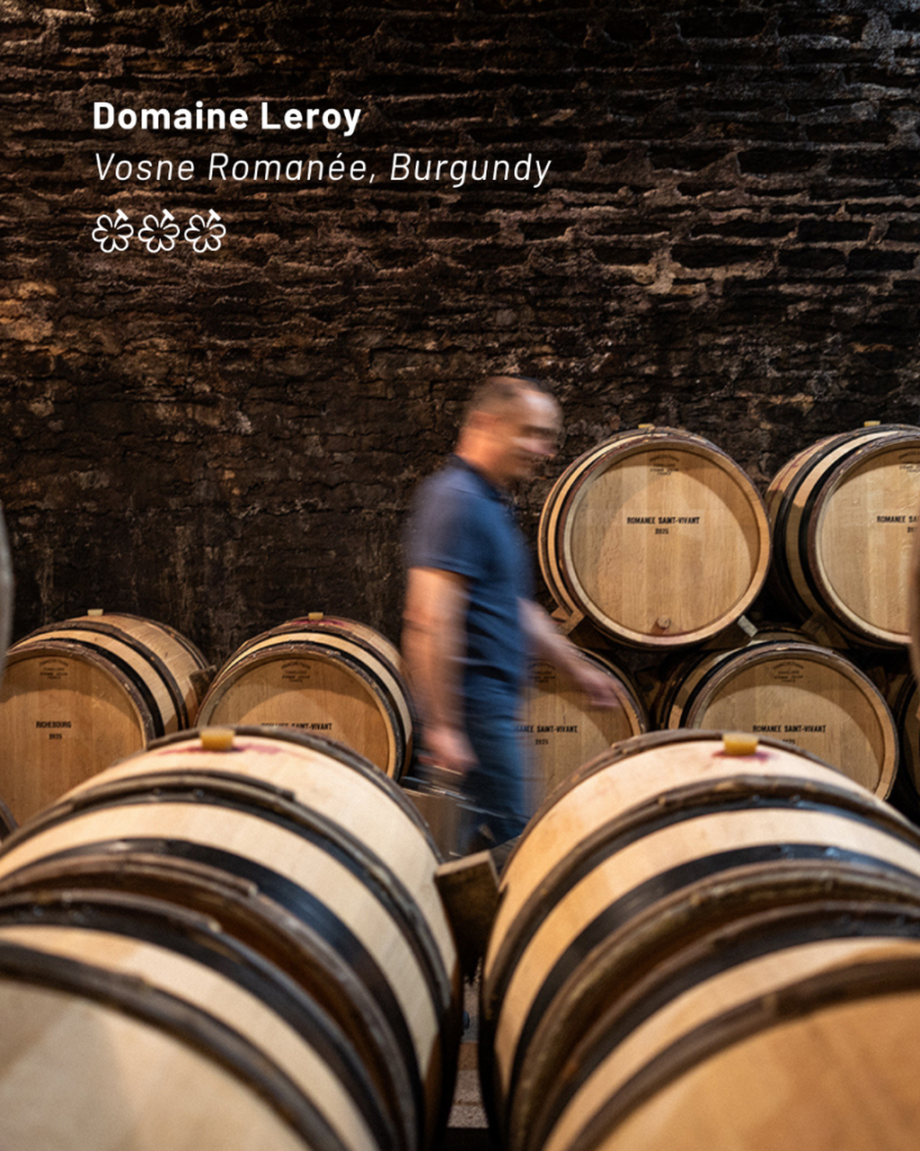 The Wine Selection Burgundy 2026
