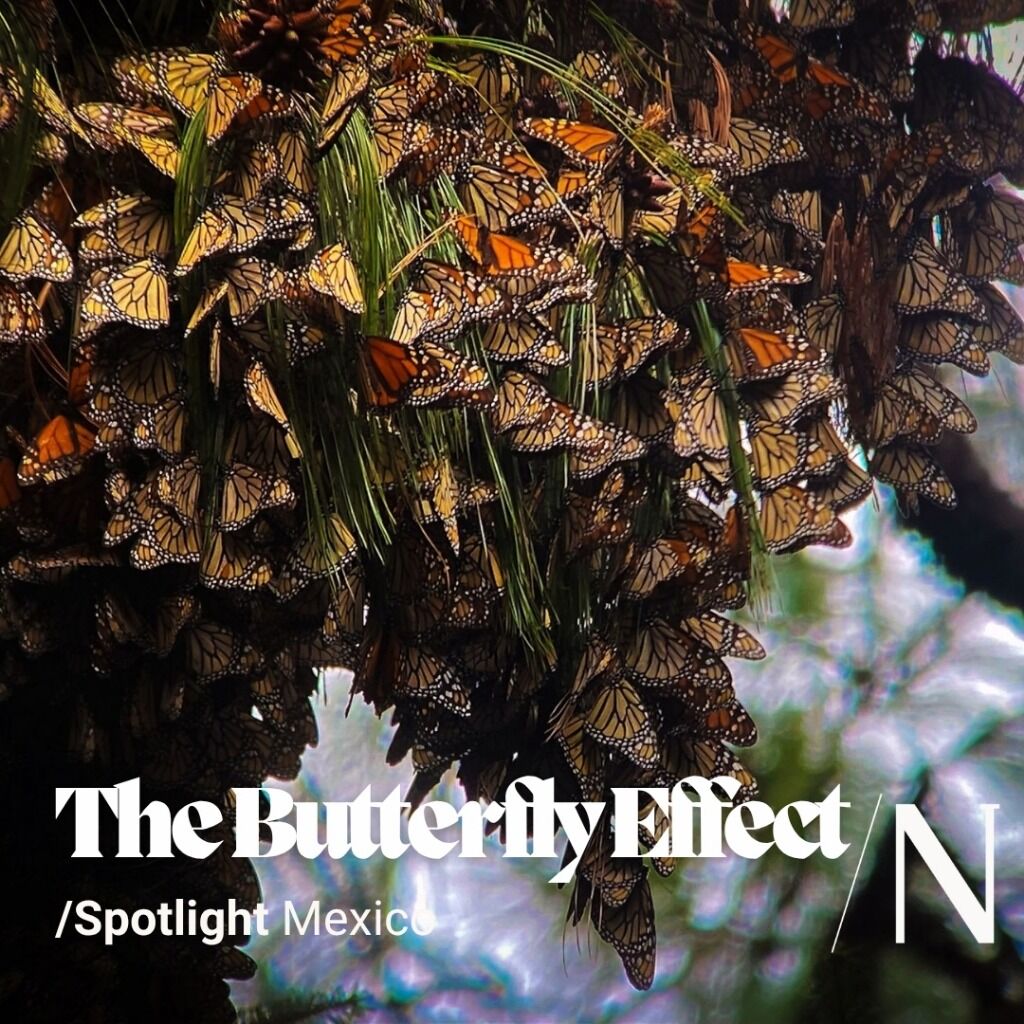 The Butterfly Effect of Mexico&rsquo;s Cartel Violence