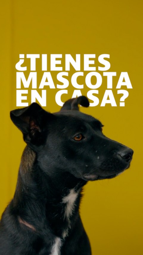 Deco mascotas en casa